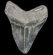 Large, Fossil Megalodon Tooth - Georgia #75794-2